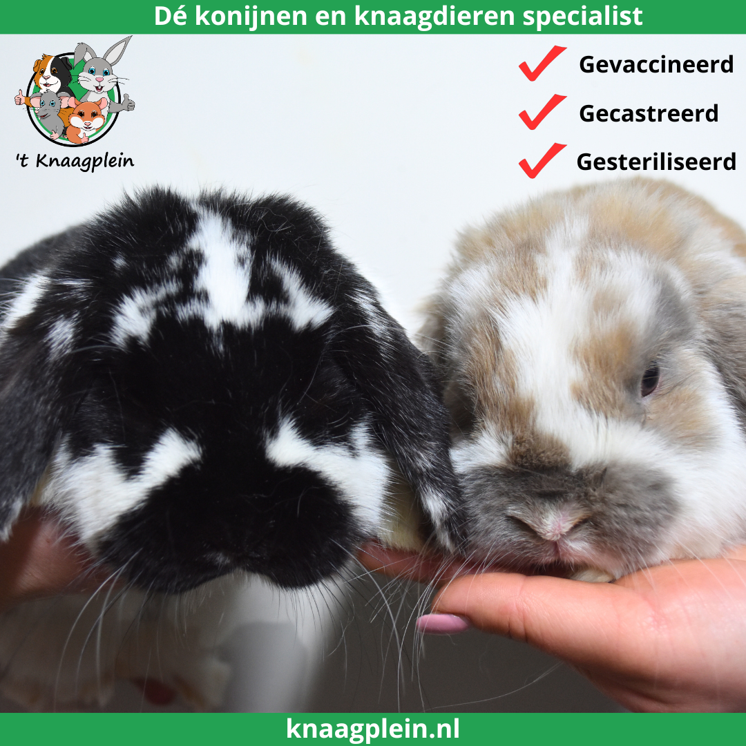 Foto van konijn koppel