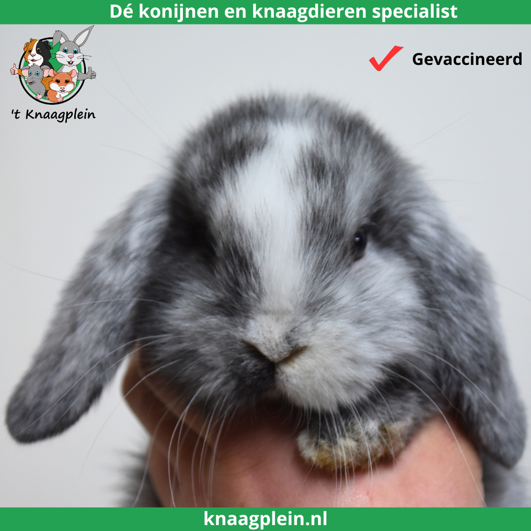 Foto van jong konijntje