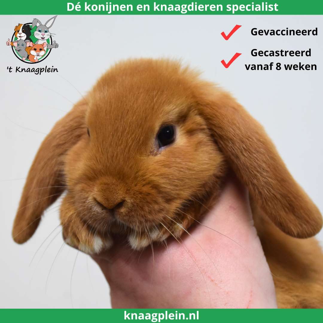 Foto van konijn - gecastreerde ram