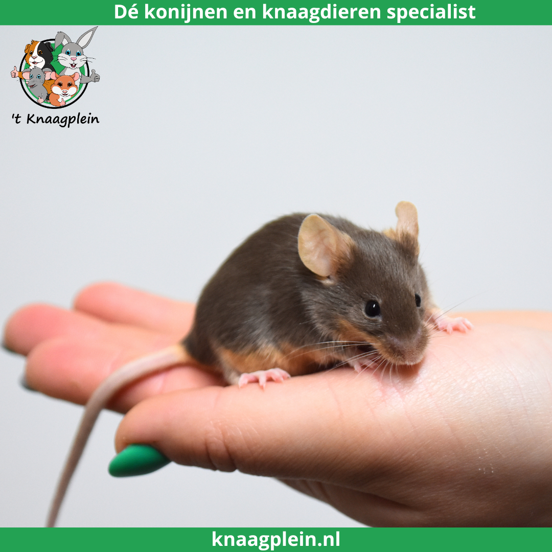 Een handtamme, donkerbruine muis zit rustig op een hand. Bovenaan staat het logo van t Knaagplein met de tekst: 'De konijnen en knaagdieren specialist'. De muis is een voorbeeld van de handtamme muizen die 't Knaagplein verkoopt.