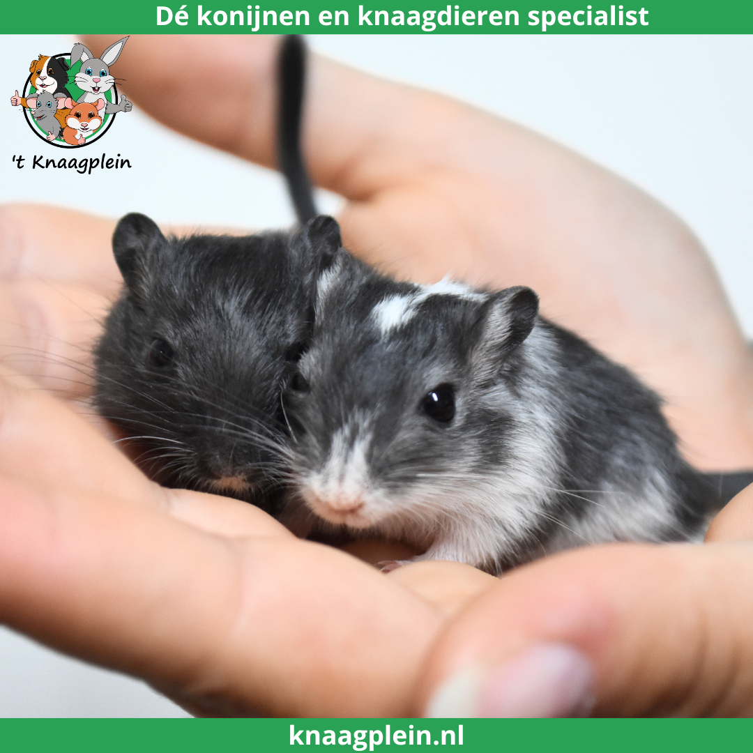 Twee handtamme, zwart witte en zwarte mongoolse gerbils zitten rustig op een hand. Bovenaan staat het logo van t Knaagplein met de tekst: 'De konijnen en knaagdieren specialist'. De mongoolse gerbils zijn een voorbeeld van de handtamme gerbils die 't Knaagplein verkoopt.