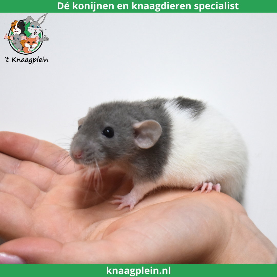 Een handtamme, grijs witte tamme rat met dumbo oren zitten rustig op een hand. Bovenaan staat het logo van t Knaagplein met de tekst: 'De konijnen en knaagdieren specialist'. De rat is een voorbeeld van de handtamme ratten die 't Knaagplein verkoopt.