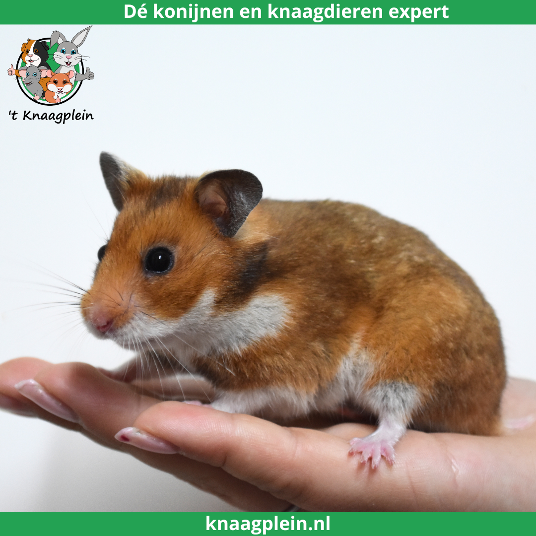 Een handtamme, goudhamster in de kleur goudbruin zit rustig op een hand. Bovenaan staat het logo van t Knaagplein met de tekst: 'De konijnen en knaagdieren specialist'. De hamster is een voorbeeld van de handtamme hamsters die 't Knaagplein verkoopt.