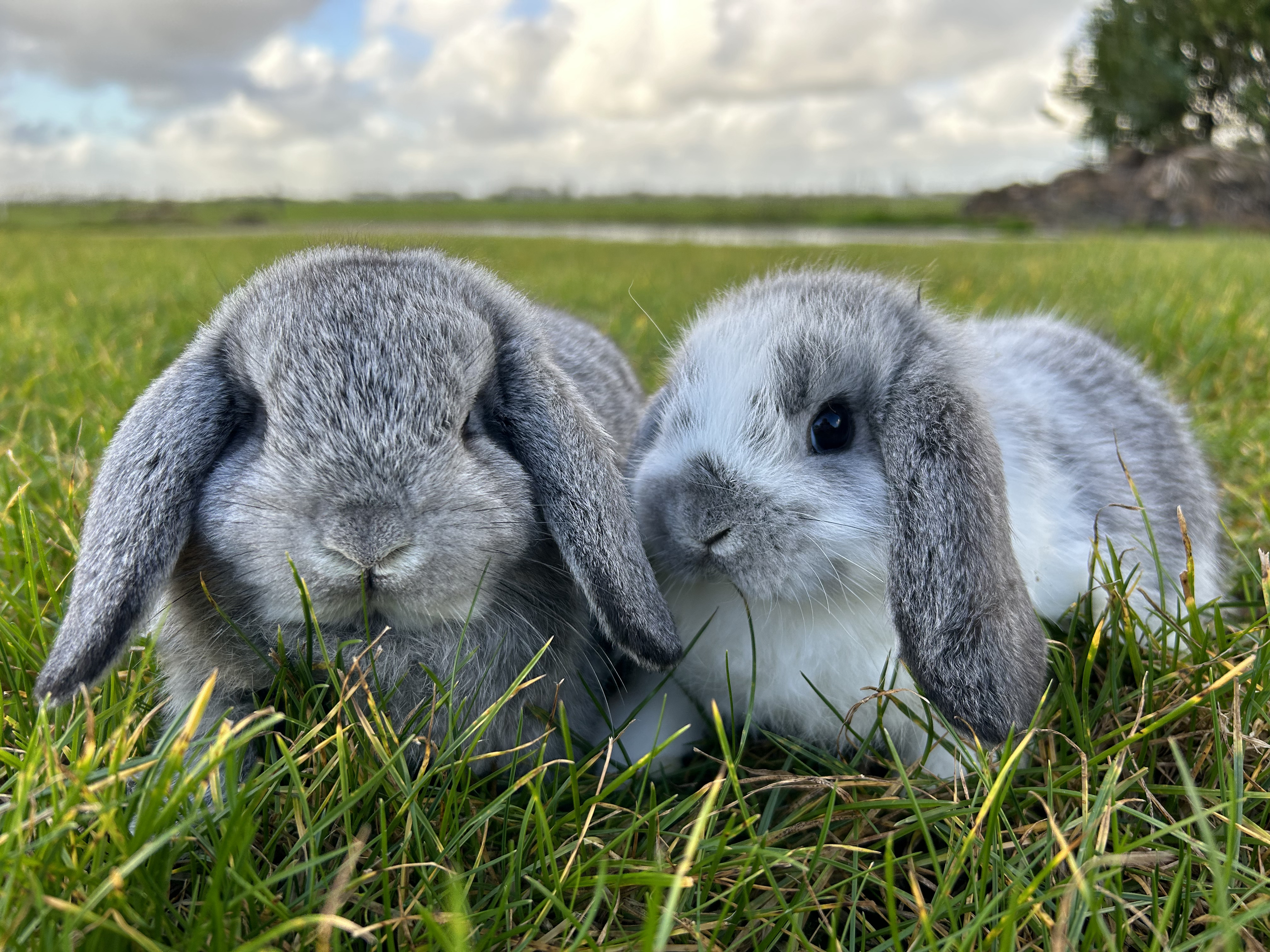 Twee jonge dwerg hangoorkonijnen in de kleur chinchilla en chinchilla bont die buiten op het gras zitten