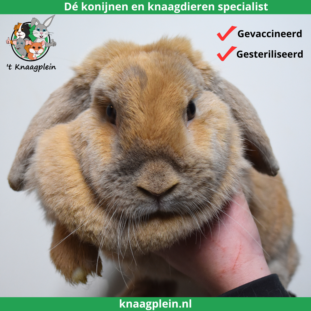 Foto van konijn voedster