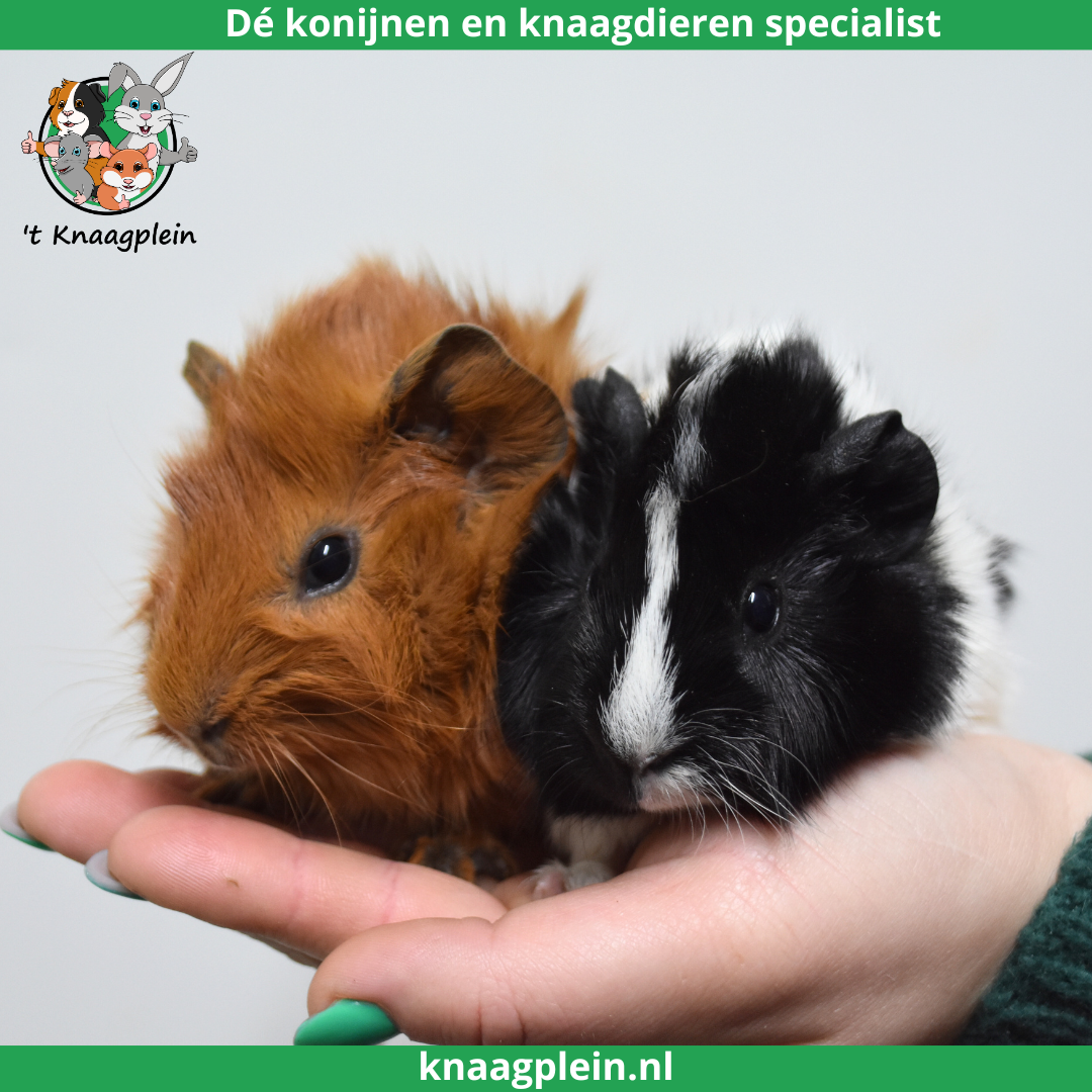 Twee handtamme, zwart witte en rode borstel cavia's zitten rustig op een hand. Bovenaan staat het logo van t Knaagplein met de tekst: 'De konijnen en knaagdieren specialist'. De cavia's zijn een voorbeeld van de handtamme cavia's die 't Knaagplein verkoopt.